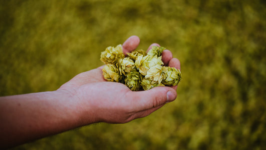 Hops... I did it again! Craft Brewing 101